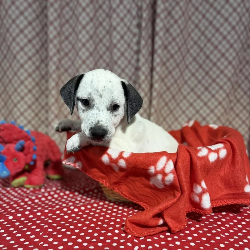 A baby small-sized male Tricolor (Brown, Black, & White) Foxhound dog named Scooter for adoption in Opelousas, LA
