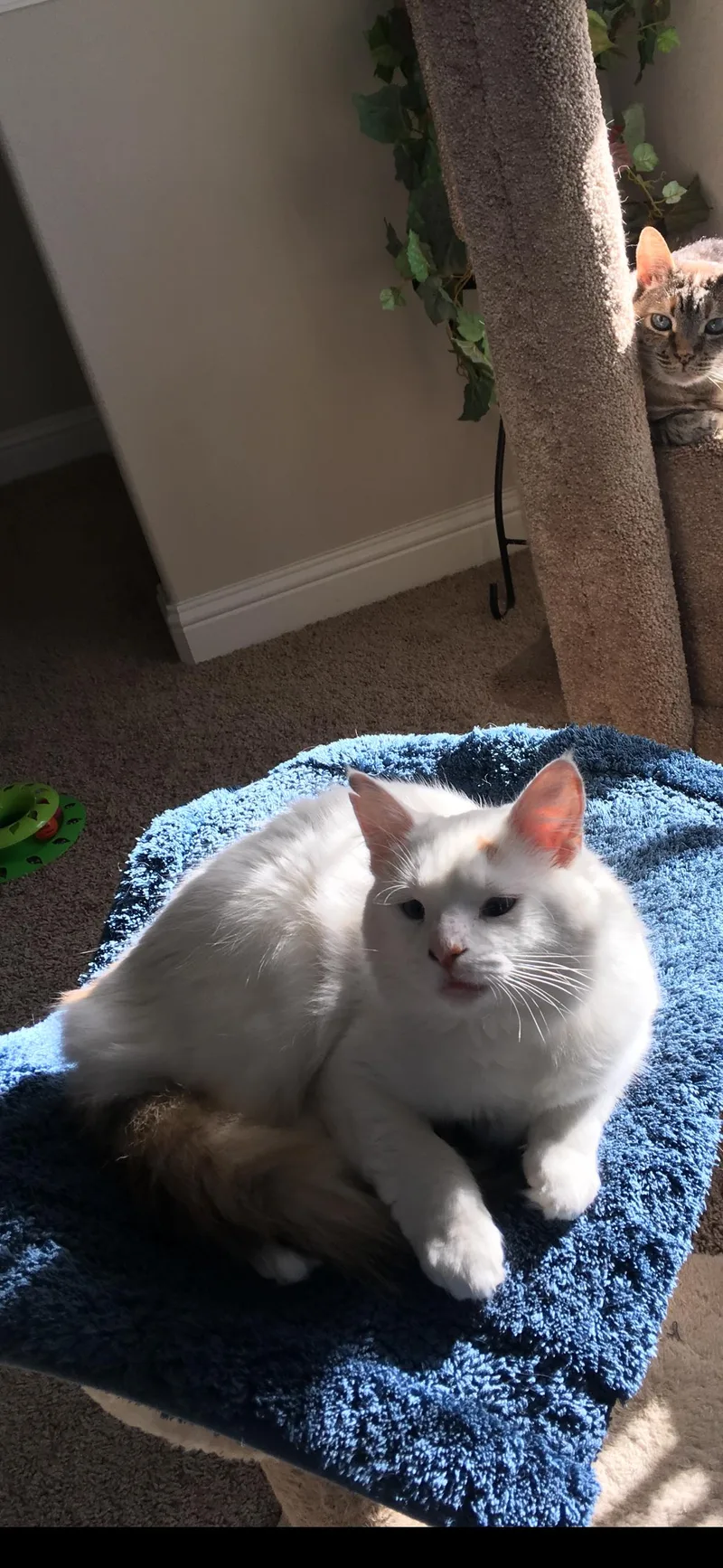 Cotton thumbnail 6
