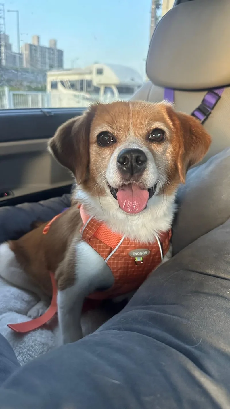 A young small-sized female Beagle dog named Yojo for adoption in Duluth, GA