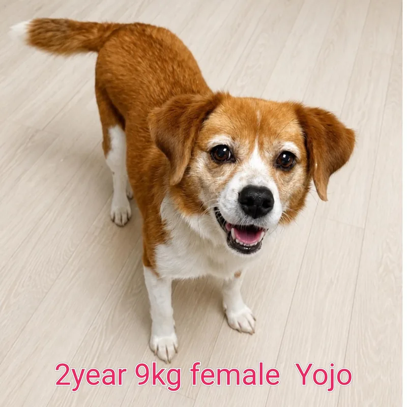 Yojo thumbnail 2