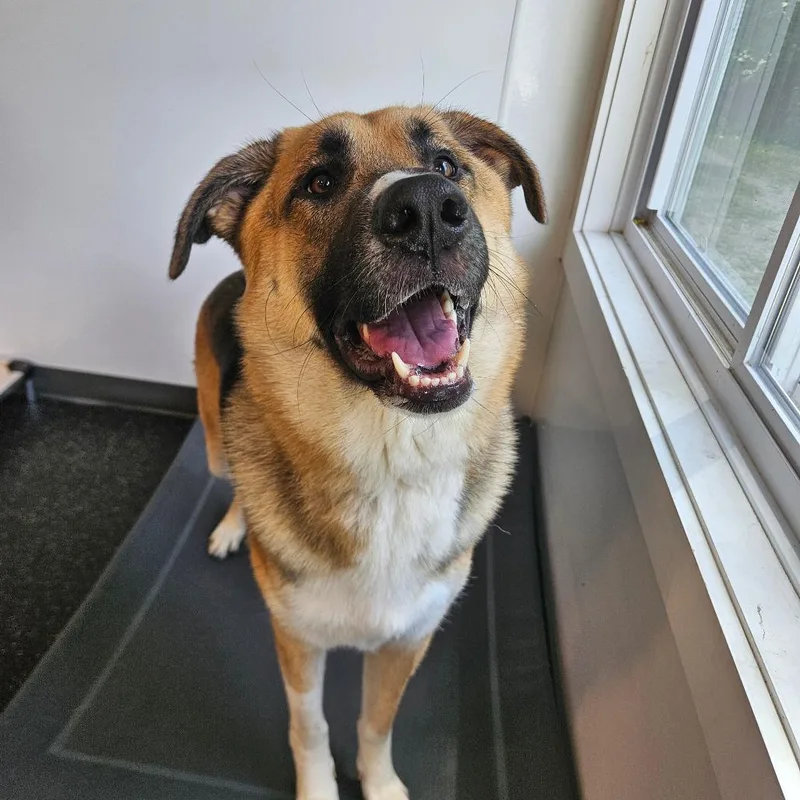 A young large-sized female Sable German Shepherd Dog dog named Nova for adoption in Conway, NH