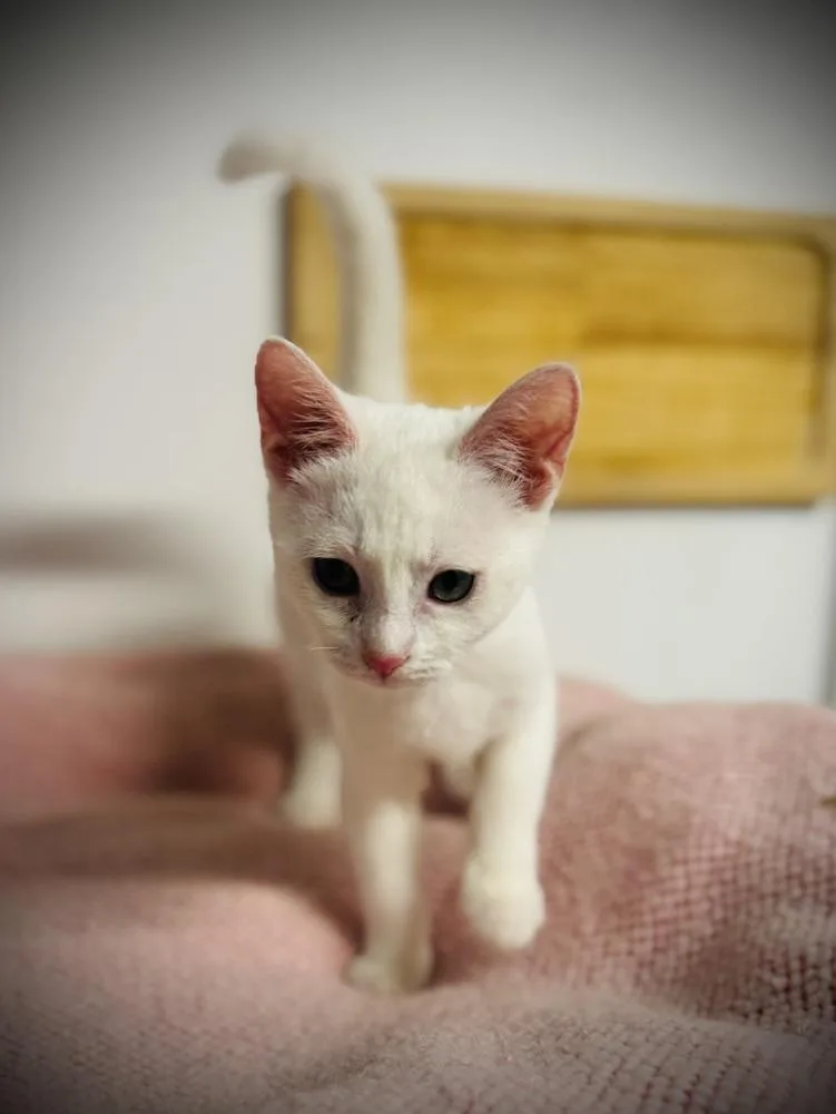 A baby small-sized female White Domestic Short Hair cat named Jolene for adoption in Jackson, GA