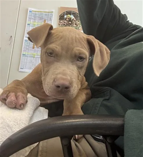 A baby medium-sized male Pit Bull Terrier dog named Hobbit A for adoption in Plano, TX