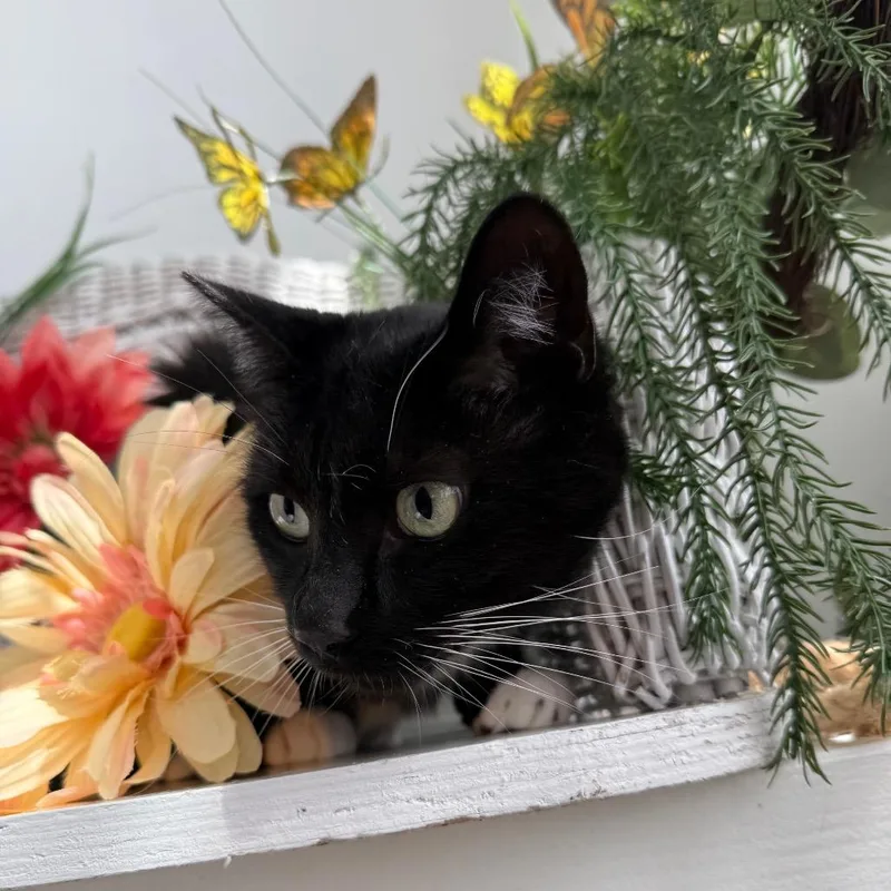 Wooly Wind thumbnail 2