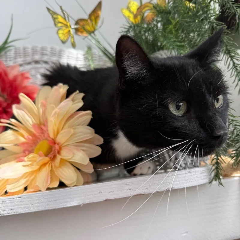 Wooly Wind thumbnail 3