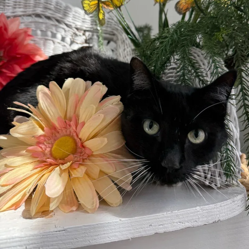 An adult large-sized male Black Domestic Short Hair cat named Wooly Wind for adoption in Eaton Rapids, MI