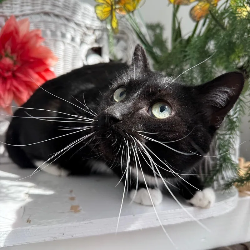 Wooly Wind thumbnail 4