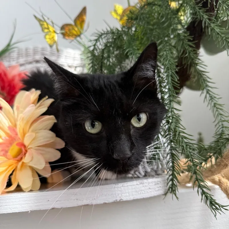 Wooly Wind thumbnail 5