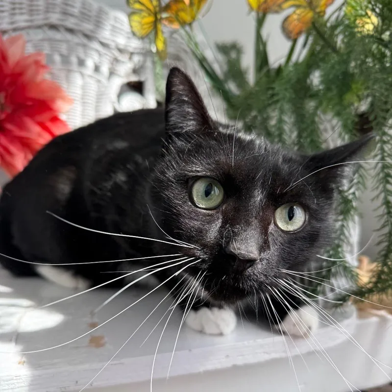 Wooly Wind thumbnail 6