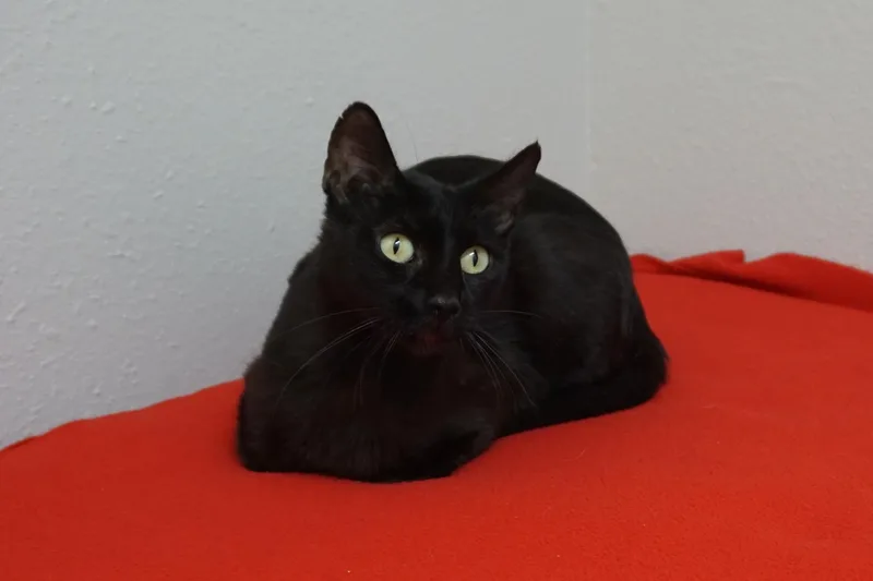 An adult medium-sized female Domestic Short Hair cat named Blackie for adoption in Fountain Hills, AZ