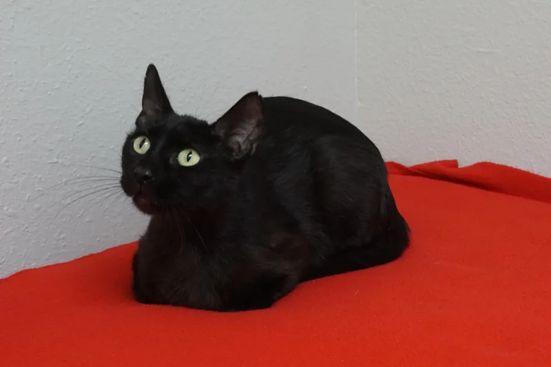 Blackie thumbnail 2