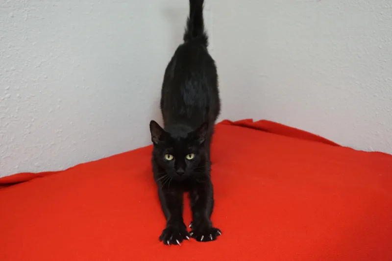 Blackie thumbnail 3