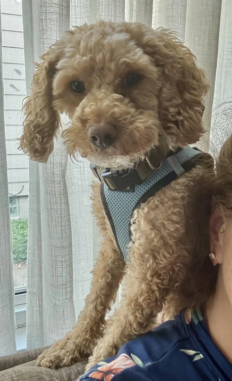 An adult small-sized male Red / Chestnut / Orange Miniature Poodle dog named Archie for adoption in Grosse Pointe Park, MI