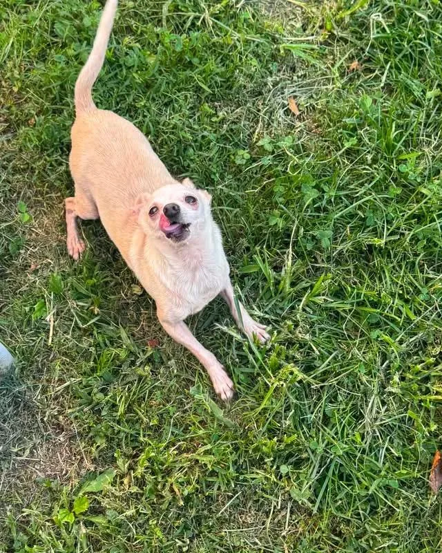 A senior small-sized male Chihuahua dog named Albus for adoption in Richmond, KY