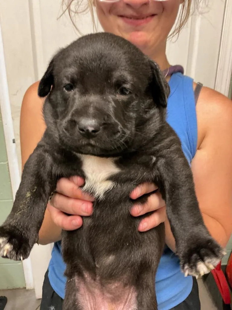 A baby small-sized female Labrador Retriever dog named Socks for adoption in Dyersburg, TN