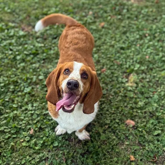 An adult medium-sized female Brown / Chocolate Basset Hound dog named Good Graces for adoption in Carencro, LA