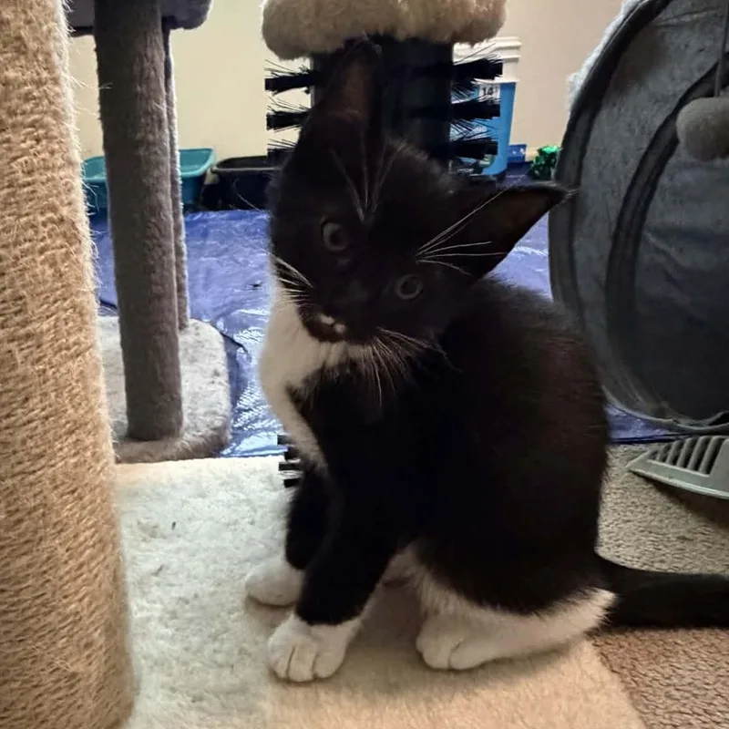 A baby medium-sized male Black & White / Tuxedo Domestic Short Hair cat named Cayenne for adoption in Martinsville, IN