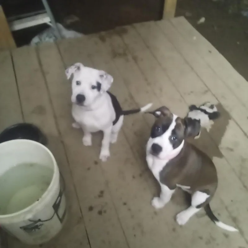 A young medium-sized female White / Cream Mixed Breed dog named Daisy for adoption in Asheville, NC