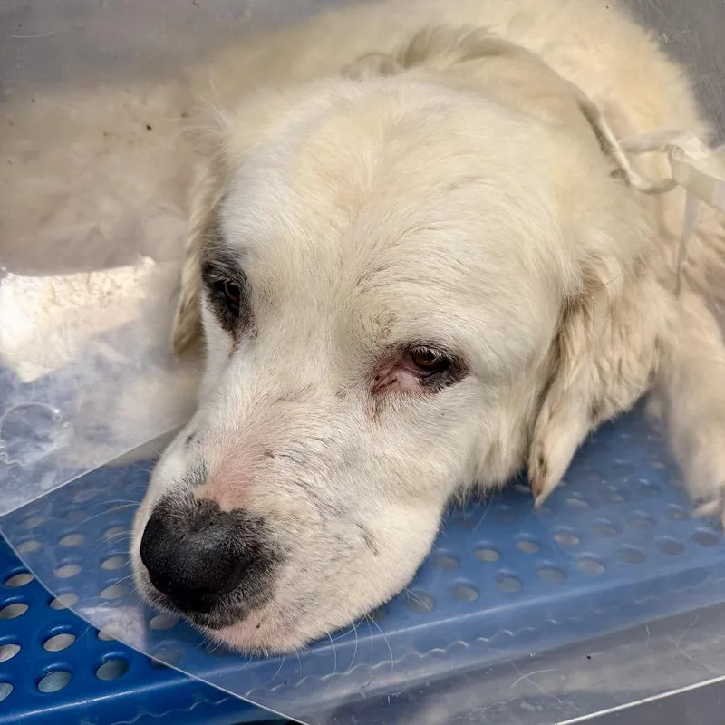 An adult large-sized male White / Cream Great Pyrenees dog named Blanco for adoption in Natchitoches, LA