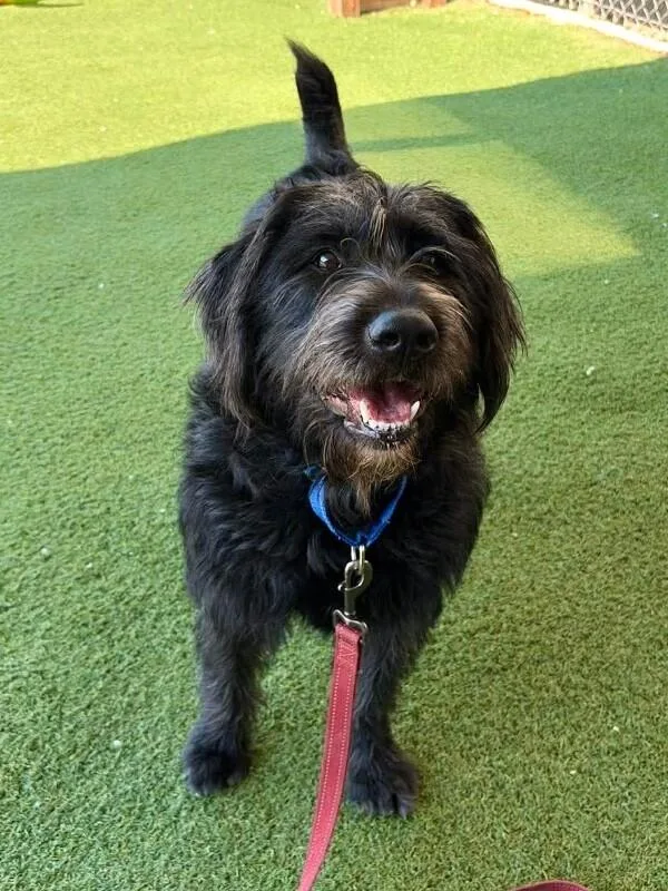 A young medium-sized female Black Poodle dog named Annabelle for adoption in Fruit Heights, UT