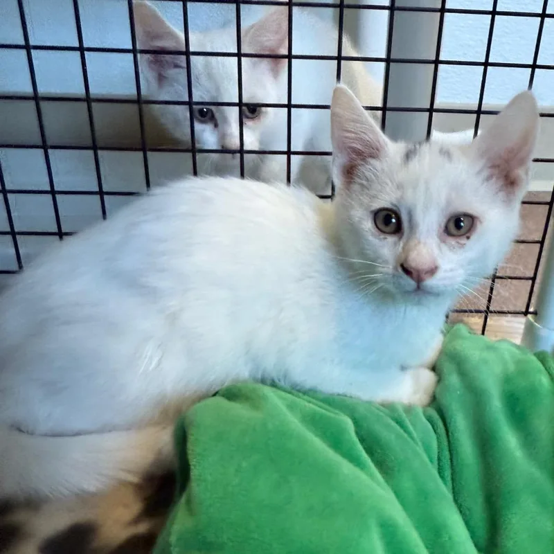 Cloud is at Petsmart