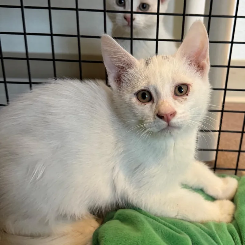 Cloud is at Petsmart thumbnail 2