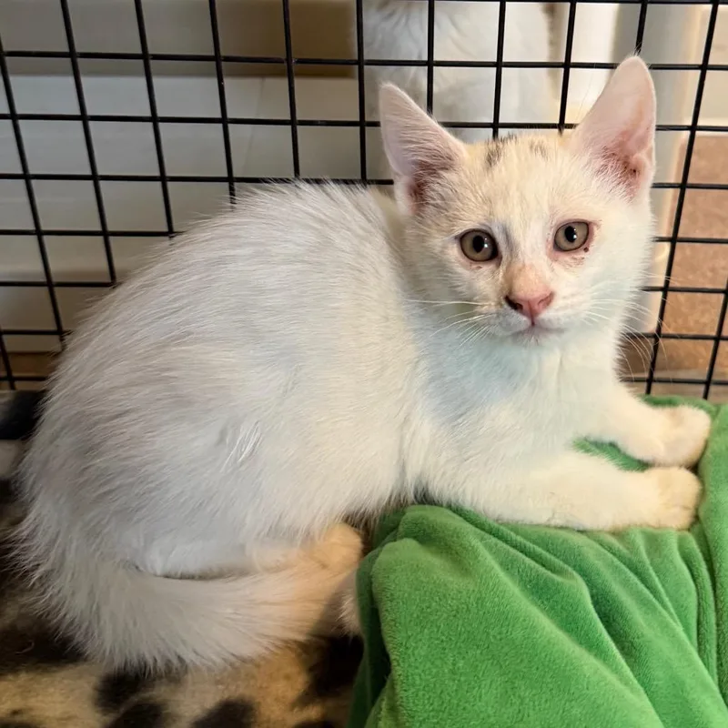 Cloud is at Petsmart thumbnail 3