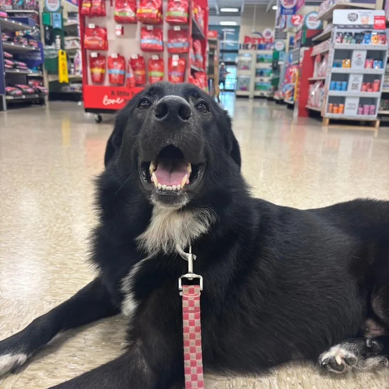 An adult medium-sized male Black Border Collie dog named Lucas for adoption in Webster, TX