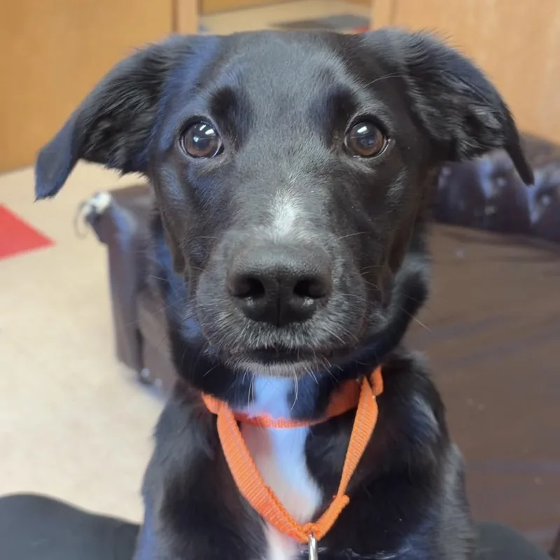A young medium-sized male Labrador Retriever dog named Enzo for adoption in Valparaiso, IN