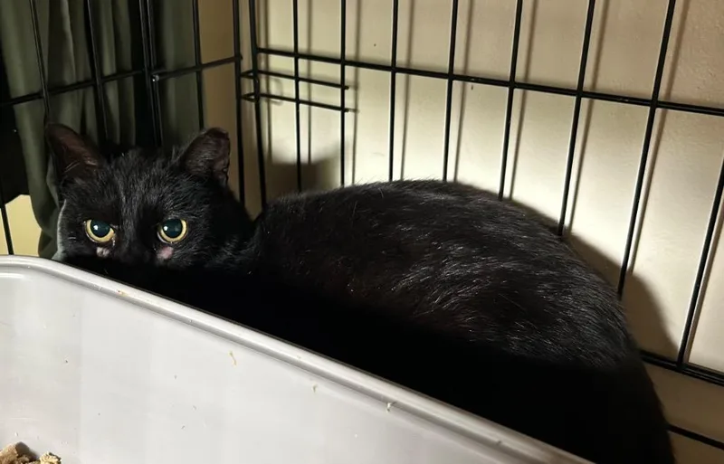 An adult medium-sized female Domestic Short Hair cat named Crystal for adoption in Windsor, CT