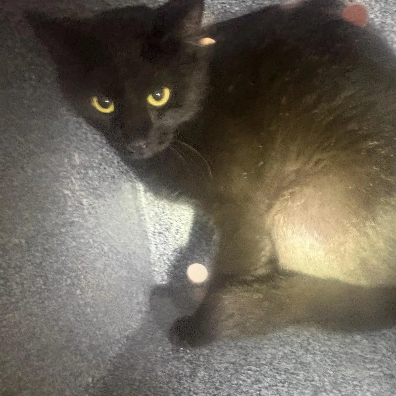 A senior medium-sized female Black Domestic Short Hair cat named Salem for adoption in Lufkin, TX