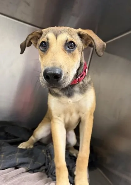 A baby medium-sized male Brown / Chocolate Mixed Breed dog named Baker for adoption in Kansas City, MO