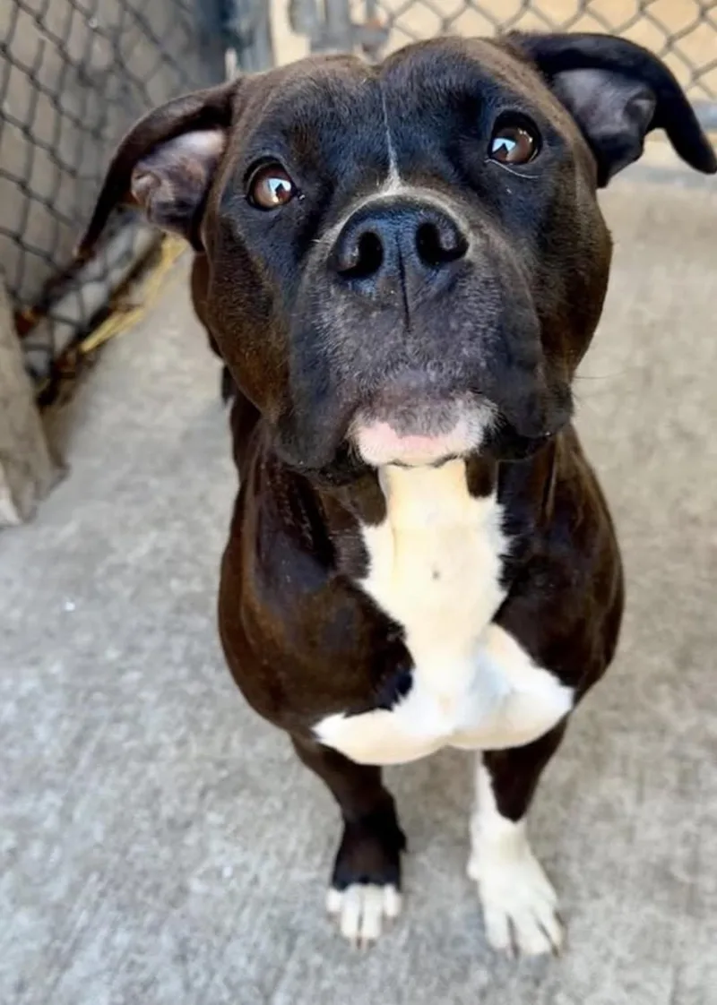 An adult medium-sized female Brown / Chocolate Pit Bull Terrier dog named Tasha for adoption in Chicago, IL
