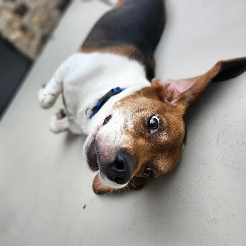 An adult medium-sized male Beagle dog named Bo for adoption in Cumming, GA