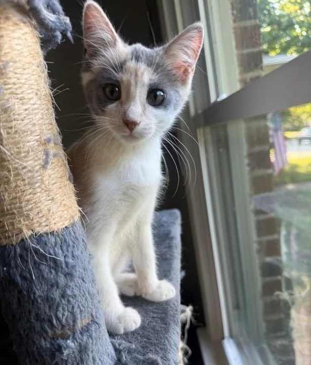 A baby medium-sized female Dilute Calico cat named Turbo for adoption in Tulsa, OK