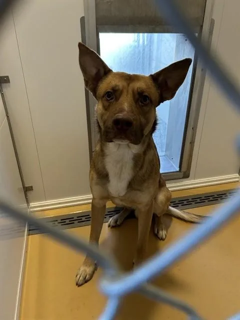 An adult medium-sized male German Shepherd Dog dog named Hunter for adoption in Casper, WY