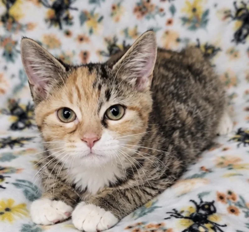 A baby small-sized female Orange & White Domestic Short Hair cat named Norma for adoption in Hudson, NH