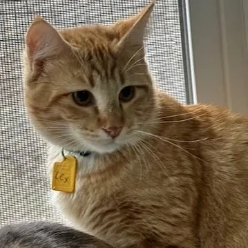 Lucius  Shy Big thumbnail 2