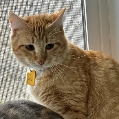 Lucius  Shy Big thumbnail 3