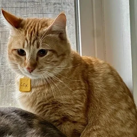 Lucius  Shy Big thumbnail 4