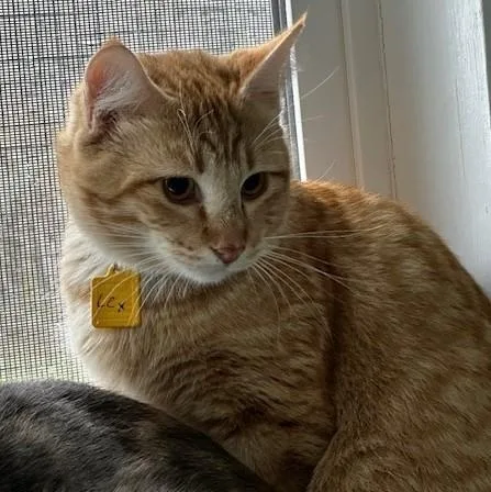 Lucius  Shy Big thumbnail 5