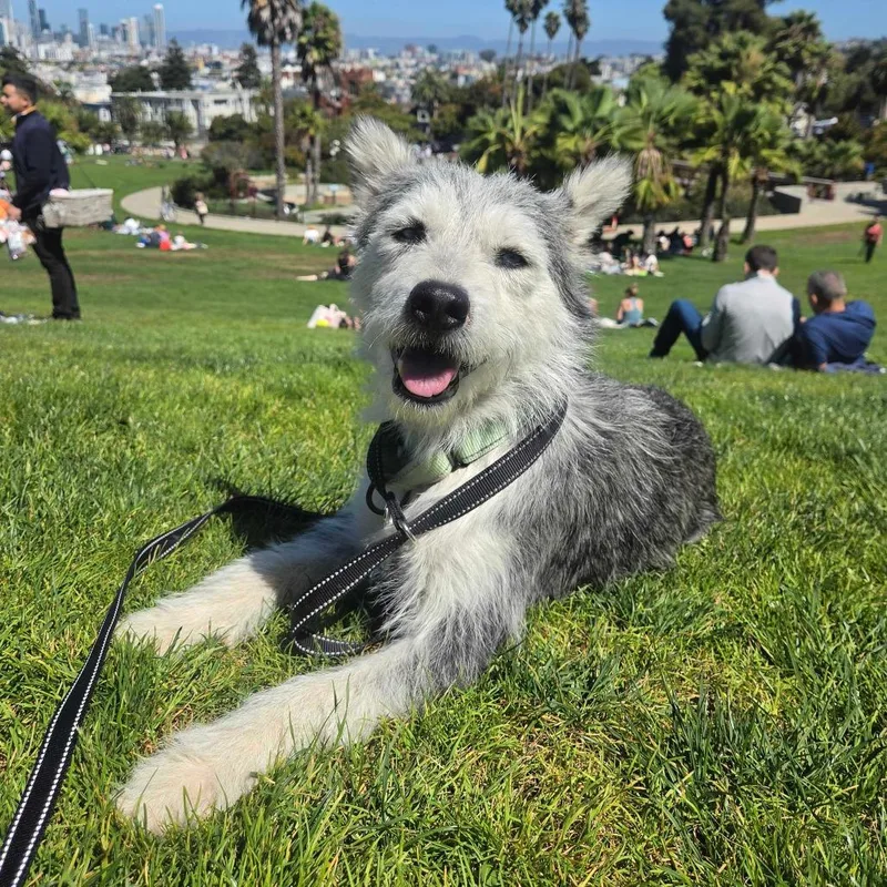 An adult medium-sized female Terrier dog named Lily Blue for adoption in Pacifica, CA
