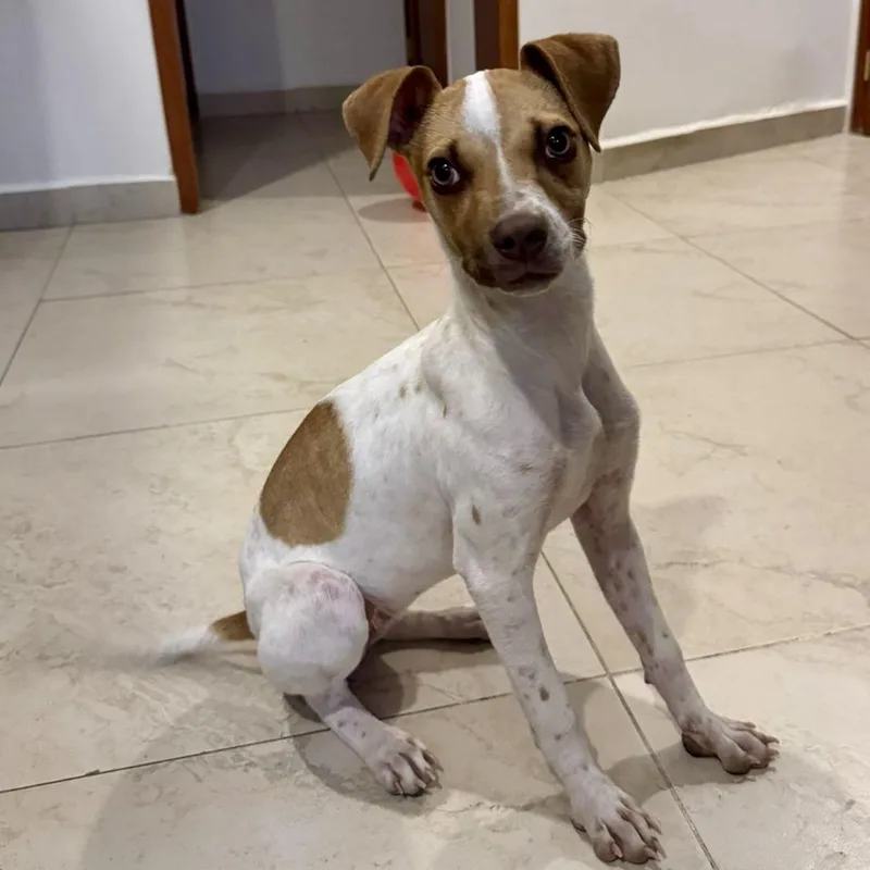 A young small-sized female White / Cream Jack Russell Terrier dog named Luna for adoption in Manvel, TX