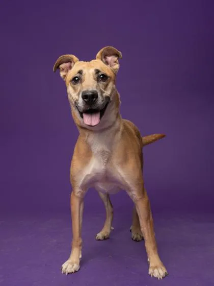 An adult large-sized female Mixed Breed dog named Montana for adoption in Atlanta, GA