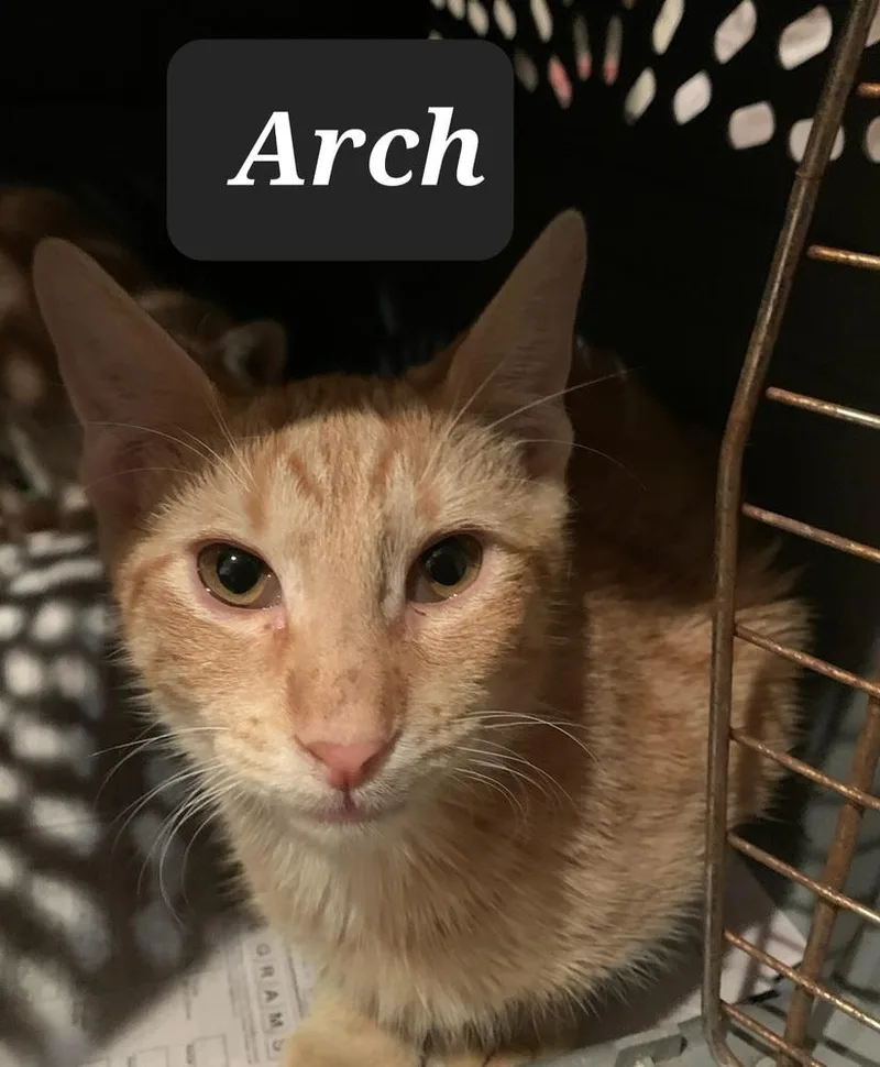 A baby small-sized male Domestic Short Hair cat named Arch for adoption in Dallas, TX