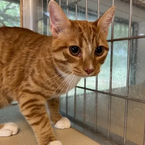 An adult large-sized male Orange / Red Domestic Short Hair cat named Curly for adoption in Leander, TX