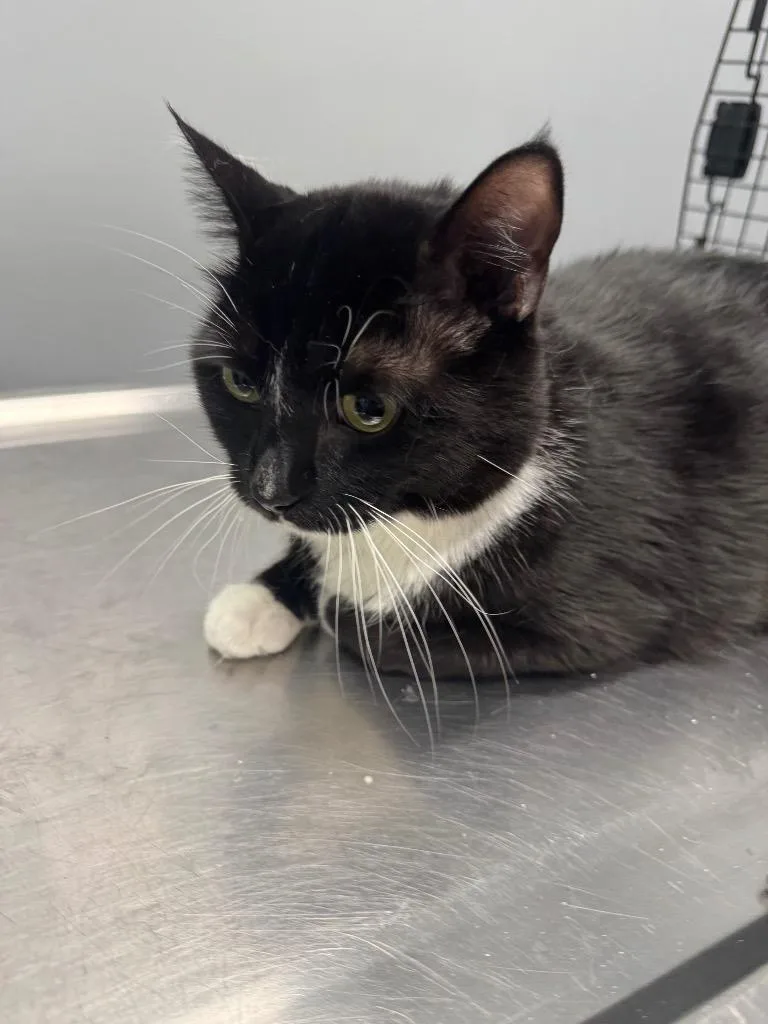 An adult medium-sized male Domestic Short Hair cat named Onyx for adoption in Bloomington, IN