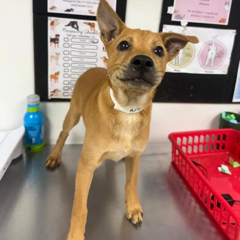 A baby small-sized male Yellow / Tan / Blond / Fawn Cattle Dog dog named Wiggles for adoption in Birmingham, AL