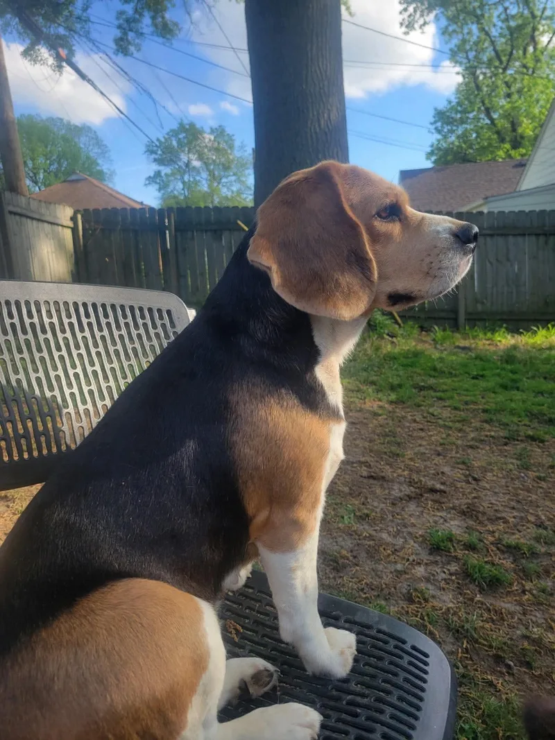 An adult medium-sized female Tricolor (Brown, Black, & White) Beagle dog named Betty Boop for adoption in Stoughton, MA