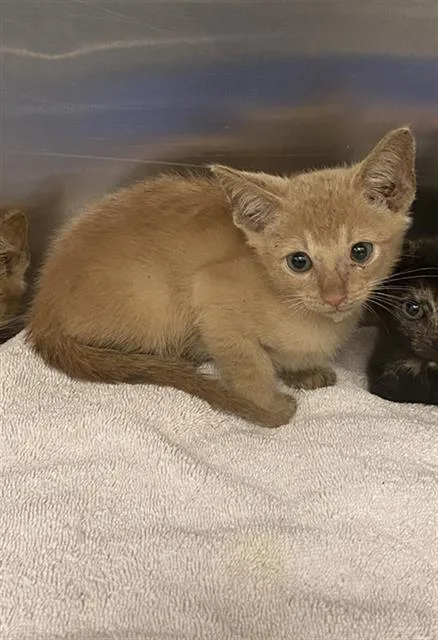 A baby medium-sized male Domestic Short Hair cat named West for adoption in Dallas, TX